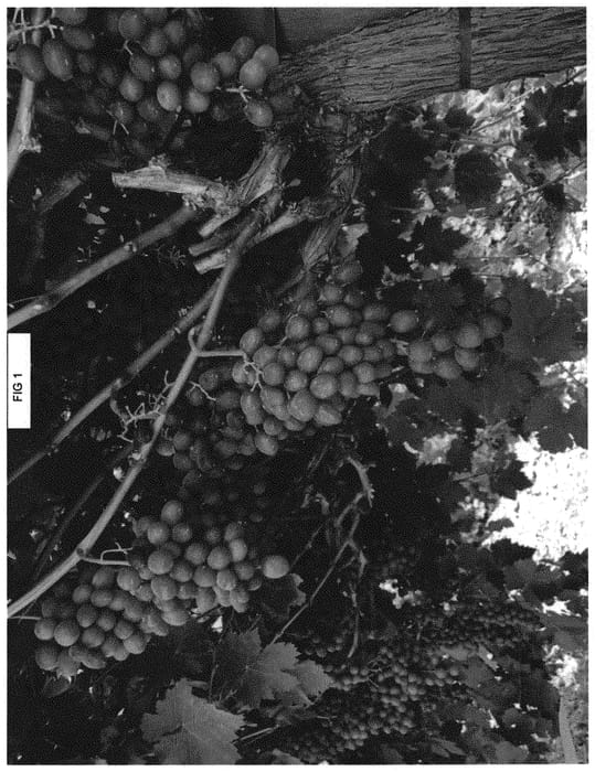 Figure 1 of US plant patent PP34467, the photograph of SV33-121-42 printed in the patent.