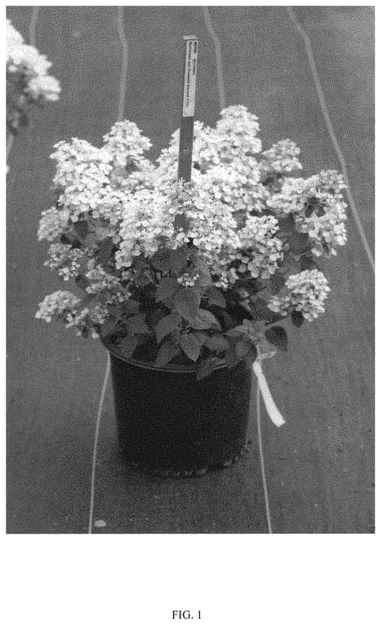Figure 1 of US plant patent PP34468, the photograph of SMNHPSB printed in the patent.