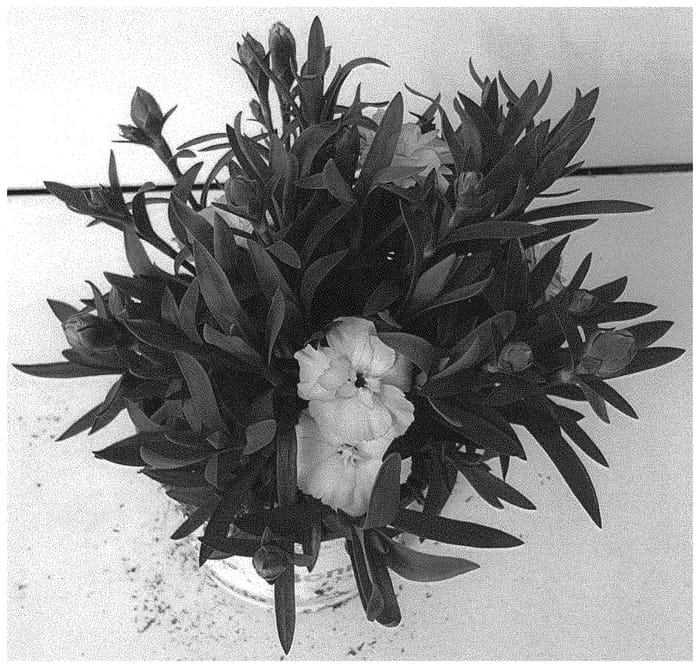 Figure 1 of US plant patent PP34469, the photograph of KLEDP22351 printed in the patent.