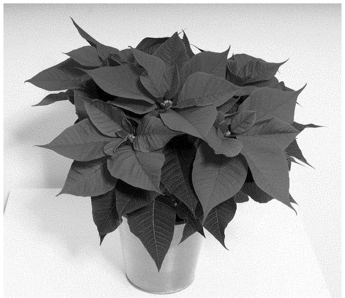 Figure 1 of US plant patent PP34470, the photograph of NPCW20347 printed in the patent.