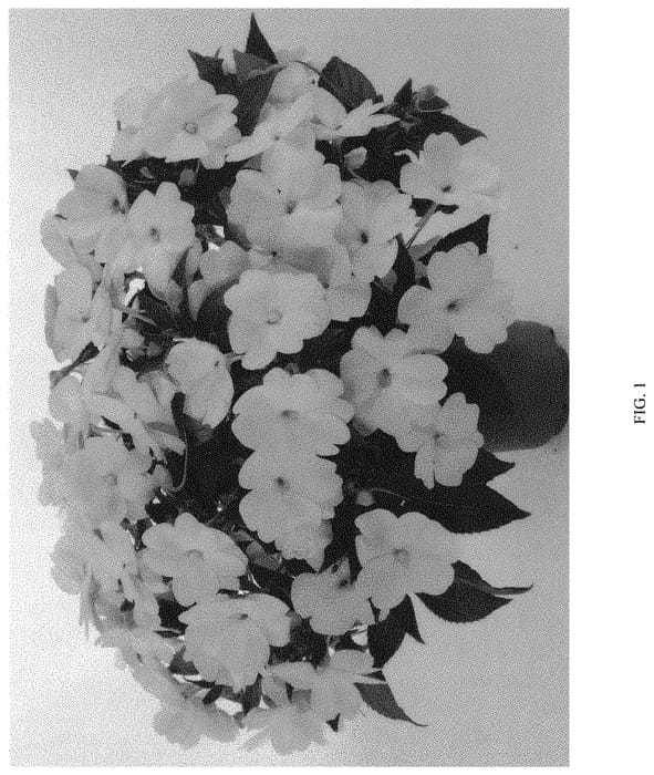 Figure 1 of US plant patent PP34471, the photograph of DNGISLWHTE printed in the patent.
