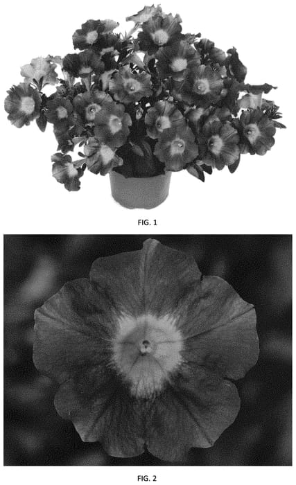 Figure 1 of US plant patent PP34472, the photograph of PEHY0057 printed in the patent.