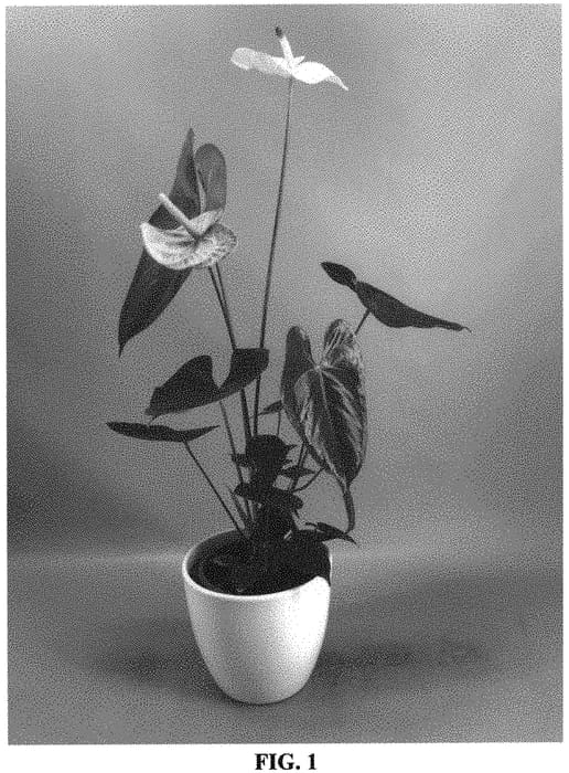 Figure 1 of US plant patent PP34473, the photograph of AN2169973 printed in the patent.