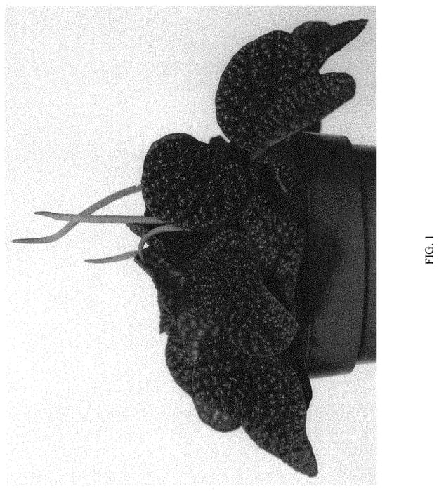 Figure 1 of US plant patent PP34474, the photograph of EC-PEPE-2111 printed in the patent.