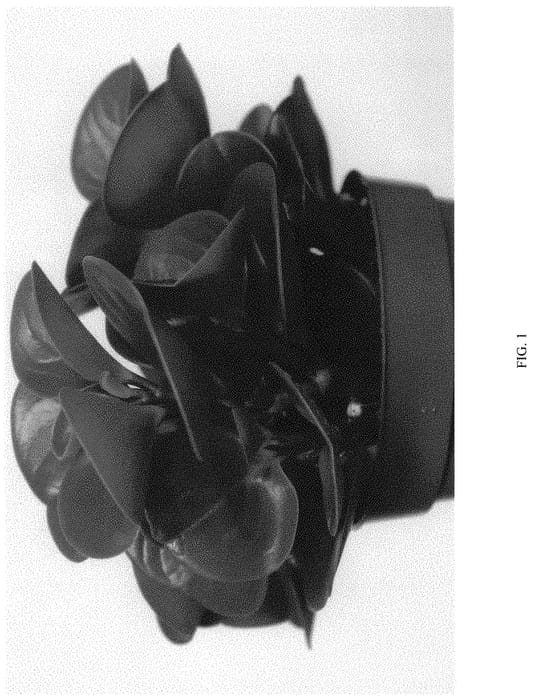 Figure 1 of US plant patent PP34475, the photograph of EC-PEPE-2105 printed in the patent.
