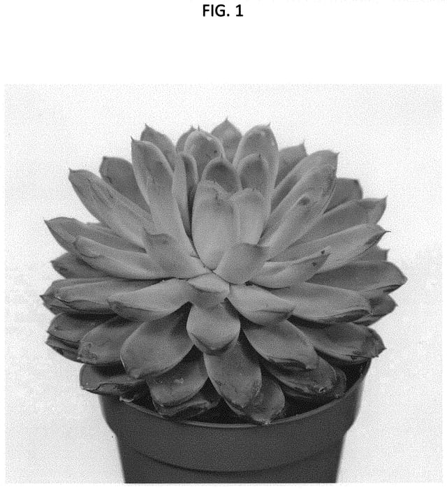 Figure 1 of US plant patent PP34476, the photograph of OVPEARLS10 printed in the patent.