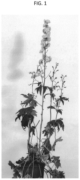Figure 1 of US plant patent PP34477, the photograph of COADELSAM printed in the patent.