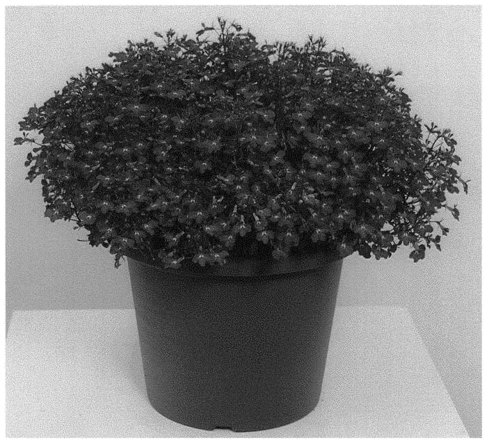 Figure 1 of US plant patent PP34478, the photograph of KLELE20100 printed in the patent.