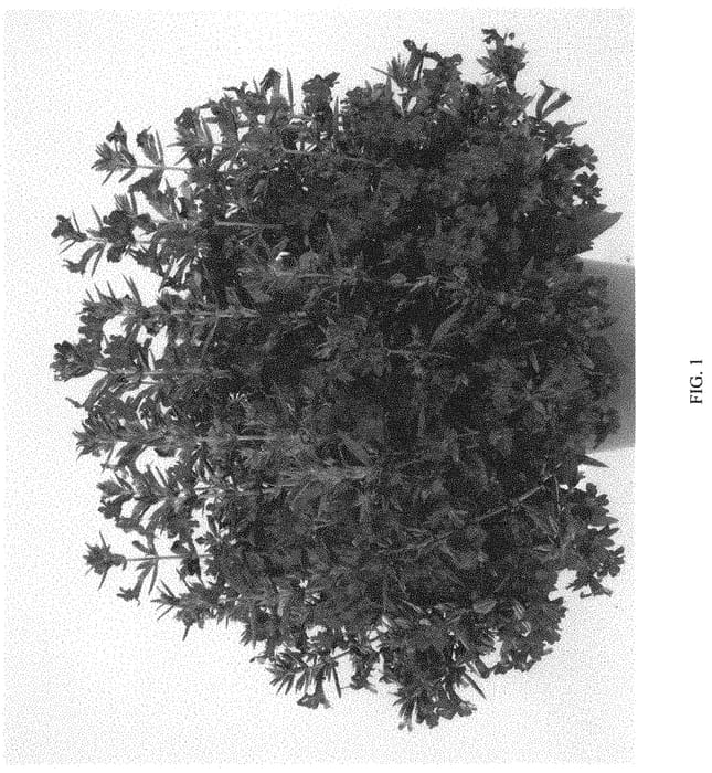 Figure 1 of US plant patent PP34479, the photograph of DMIMMITIRD printed in the patent.