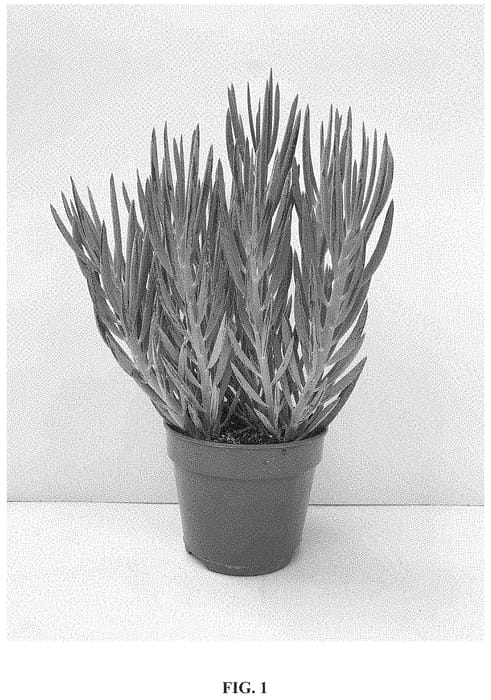 Figure 1 of US plant patent PP34480, the photograph of Blues printed in the patent.