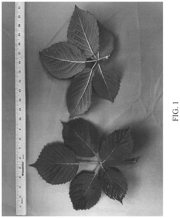 Figure 1 of US plant patent PP34481, the photograph of DrisBlackTwentyEight printed in the patent.