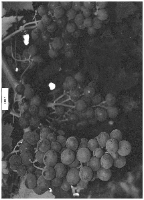 Figure 1 of US plant patent PP34482, the photograph of SV33-101-337 printed in the patent.