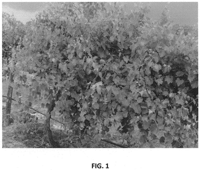 Figure 1 of US plant patent PP34483, the photograph of Blanc du Soleil printed in the patent.