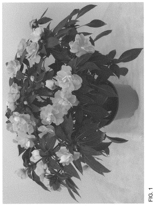 Figure 1 of US plant patent PP34484, the photograph of Dongiwirope printed in the patent.