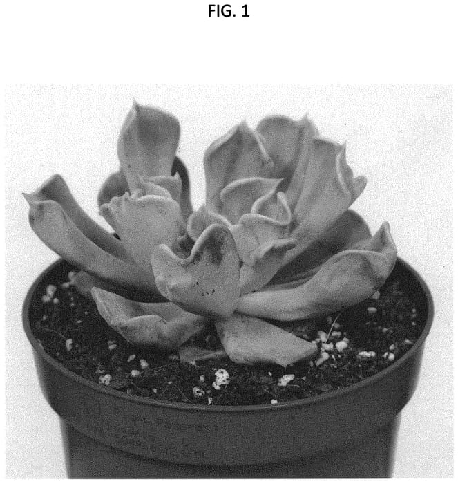 Figure 1 of US plant patent PP34485, the photograph of OVPEARLS09 printed in the patent.