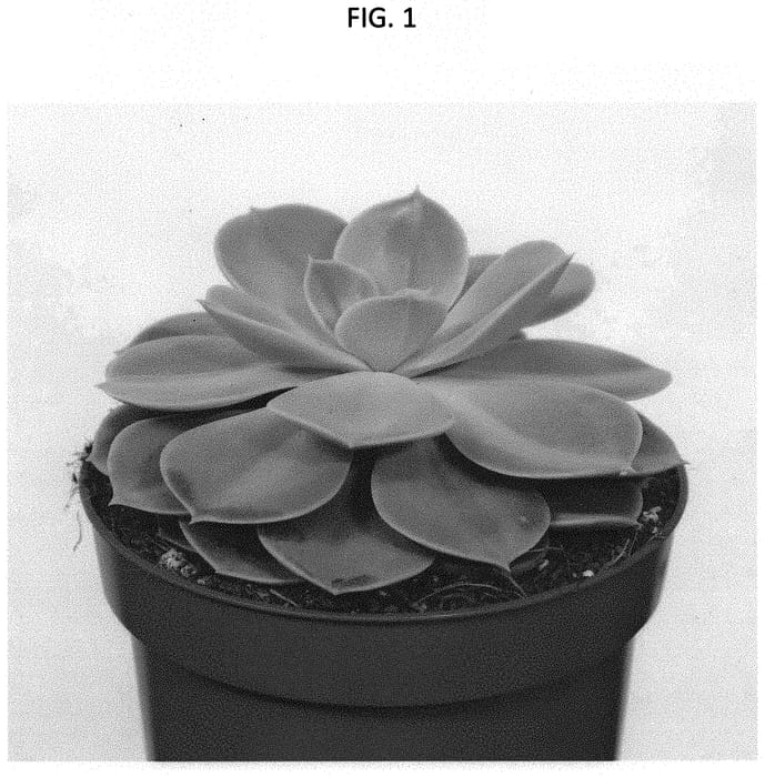 Figure 1 of US plant patent PP34486, the photograph of OVPEARLS13 printed in the patent.