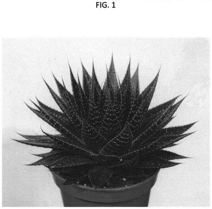 Figure 1 of US plant patent PP34487, the photograph of OVROCKS09 printed in the patent.