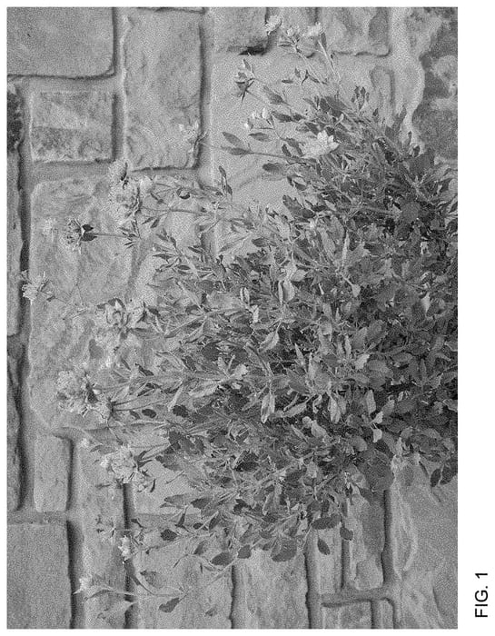 Figure 1 of US plant patent PP34489, the photograph of MSWNBoyton1 printed in the patent.