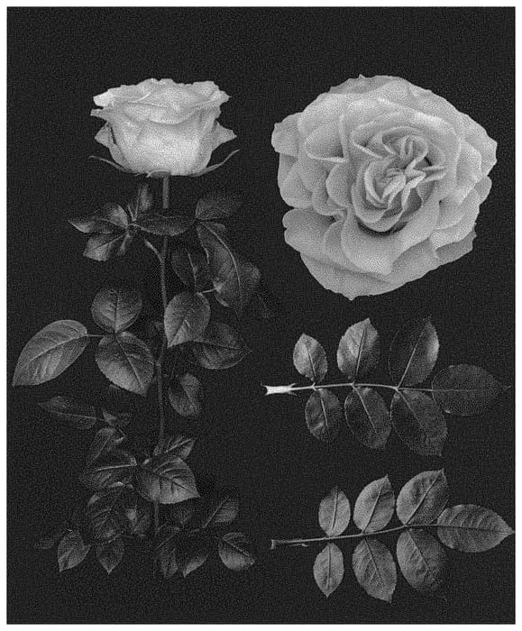 Figure 1 of US plant patent PP34490, the photograph of GEN R586 printed in the patent.