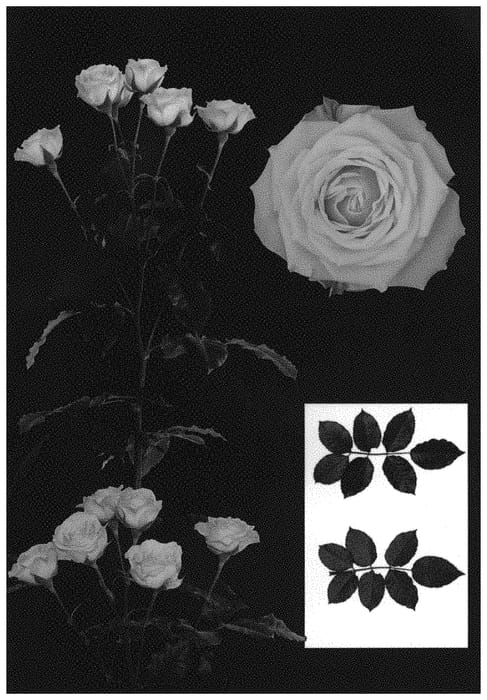 Figure 1 of US plant patent PP34491, the photograph of ESM R187 printed in the patent.