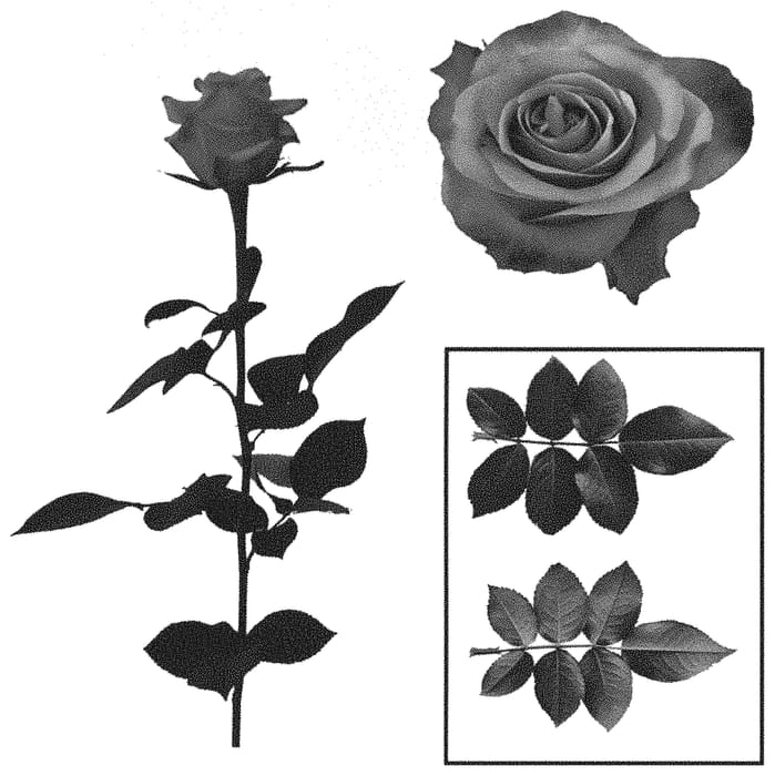 Figure 1 of US plant patent PP34492, the photograph of ESM R432 printed in the patent.