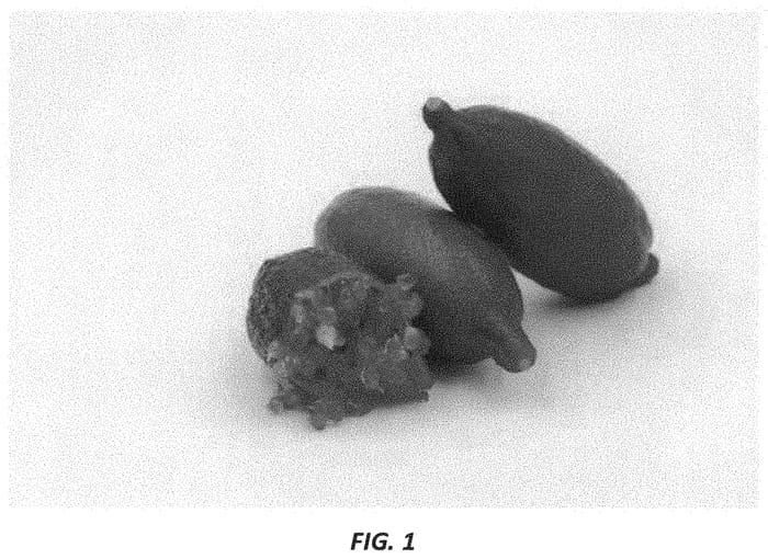 Figure 1 of US plant patent PP34493, the photograph of UF SunLime printed in the patent.