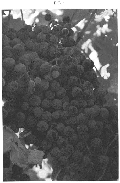 Figure 1 of US plant patent PP34494, the photograph of EJG One printed in the patent.