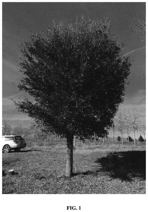 Figure 1 of US plant patent PP34495, the photograph of QVCCN printed in the patent.