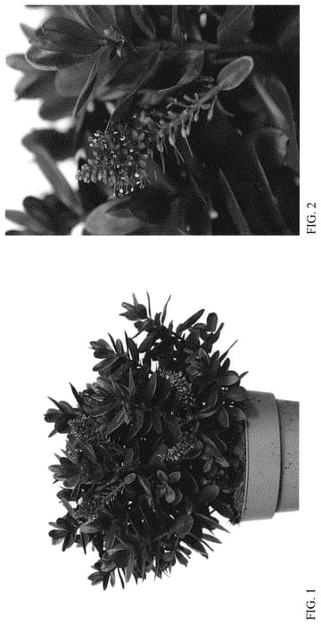 Figure 1 of US plant patent PP34496, the photograph of HOP101 printed in the patent.