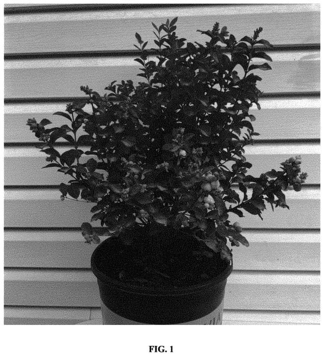 Figure 1 of US plant patent PP34497, the photograph of KOLMASYWHI printed in the patent.