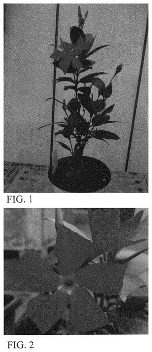 Figure 1 of US plant patent PP34498, the photograph of Sunpa 6173 printed in the patent.