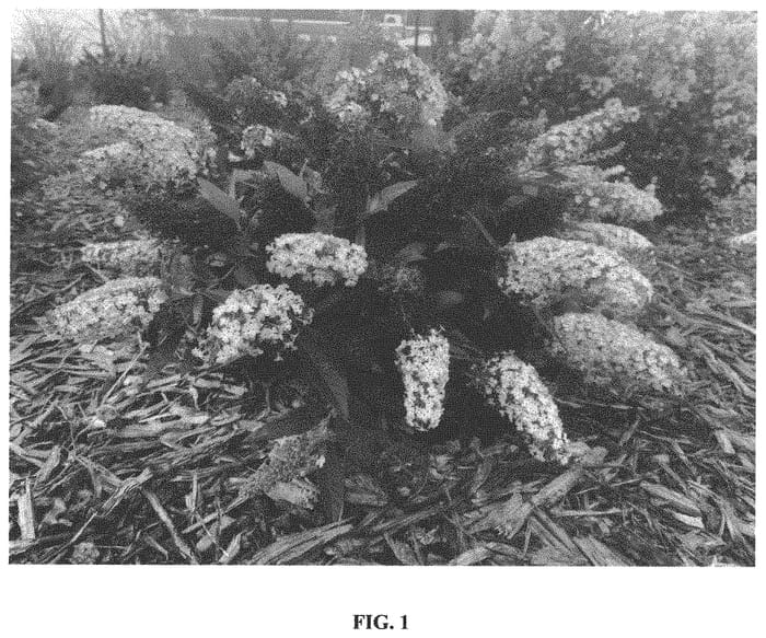 Figure 1 of US plant patent PP34499, the photograph of Botex 002 printed in the patent.