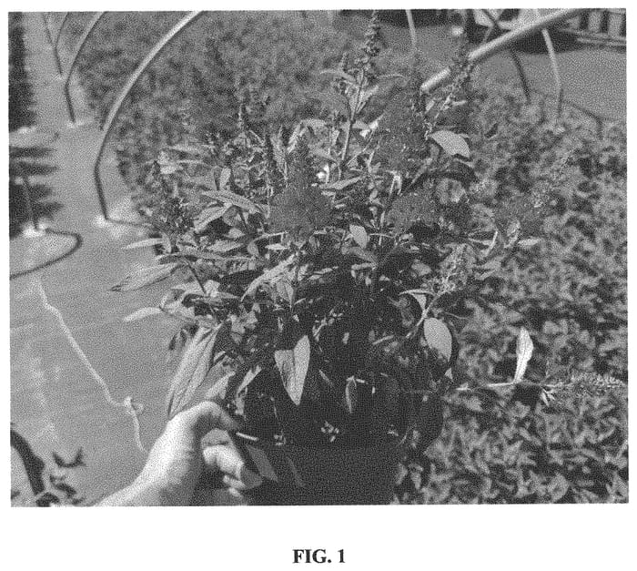 Figure 1 of US plant patent PP34500, the photograph of Botex 006 printed in the patent.