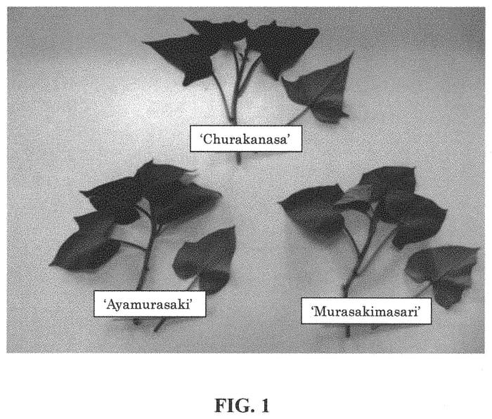 Figure 1 of US plant patent PP34501, the photograph of Churakanasa printed in the patent.