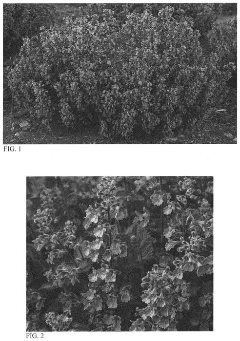 Figure 1 of US plant patent PP34502, the photograph of Picture Purrfect printed in the patent.