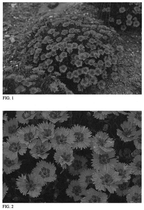 Figure 1 of US plant patent PP34503, the photograph of Paint the Town Fancy printed in the patent.