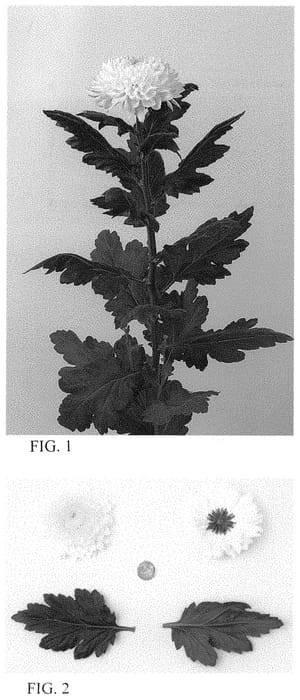 Figure 1 of US plant patent PP34504, the photograph of DLFEVID1 printed in the patent.