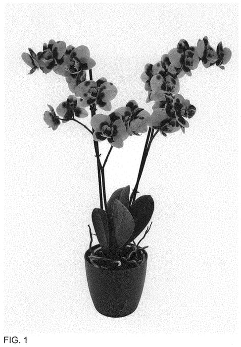 Figure 1 of US plant patent PP34505, the photograph of Mothers Finest printed in the patent.
