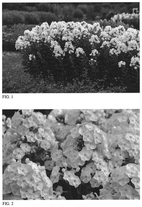 Figure 1 of US plant patent PP34506, the photograph of Backlight printed in the patent.