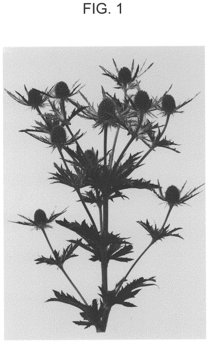 Figure 1 of US plant patent PP34507, the photograph of GEN E001 printed in the patent.