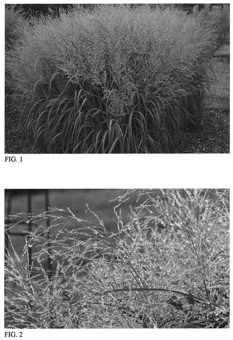 Figure 1 of US plant patent PP34509, the photograph of Niagara falls printed in the patent.