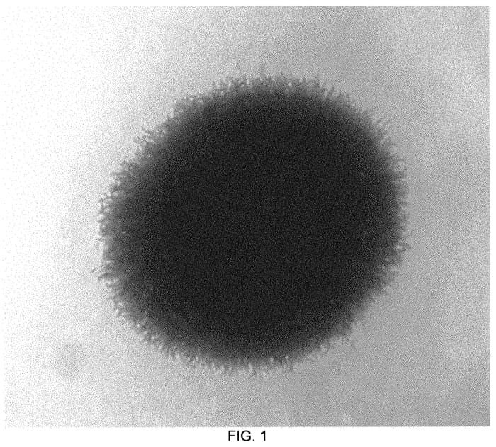 Figure 1 of US plant patent PP34510, the photograph of Icarus printed in the patent.
