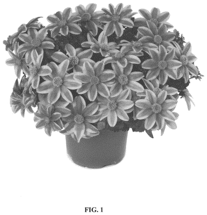 Figure 1 of US plant patent PP34511, the photograph of FSK17S45 printed in the patent.