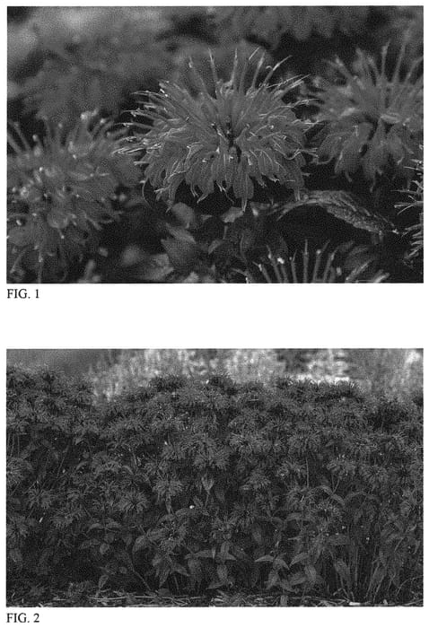 Figure 1 of US plant patent PP34512, the photograph of Electric Neon Purple printed in the patent.