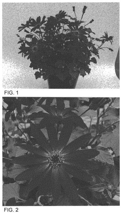Figure 1 of US plant patent PP34513, the photograph of Sene Isiimi printed in the patent.