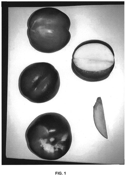 Figure 1 of US plant patent PP34514, the photograph of Wanectfive printed in the patent.