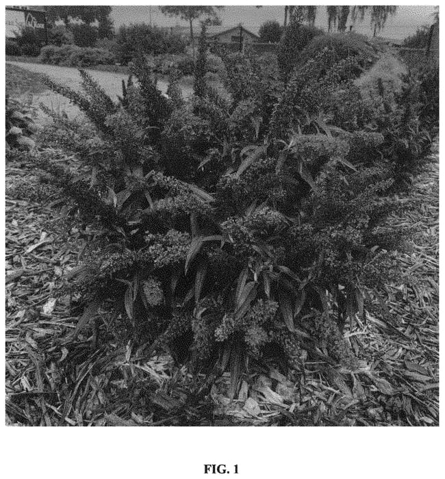 Figure 1 of US plant patent PP34515, the photograph of Botex 001 printed in the patent.