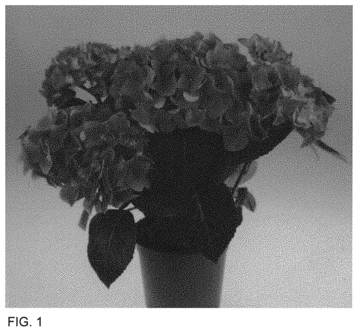 Figure 1 of US plant patent PP34516, the photograph of SCHROLLA25 printed in the patent.