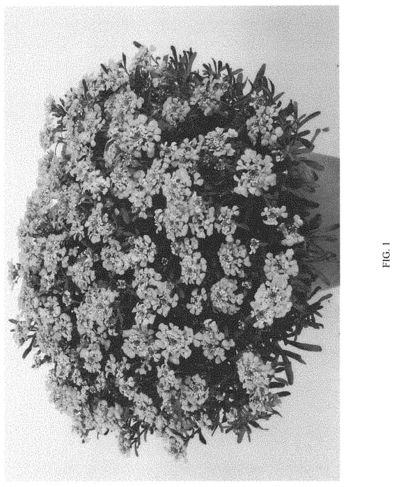 Figure 1 of US plant patent PP34517, the photograph of DIBFRFLAL printed in the patent.