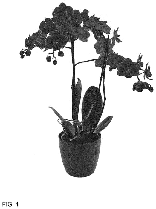Figure 1 of US plant patent PP34518, the photograph of Street Parade printed in the patent.
